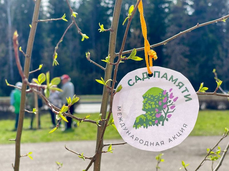 Железногорск присоединился к Международной акции «Сад памяти» – 45 яблонь и ясеней сегодня украсили улицу Курчатова.