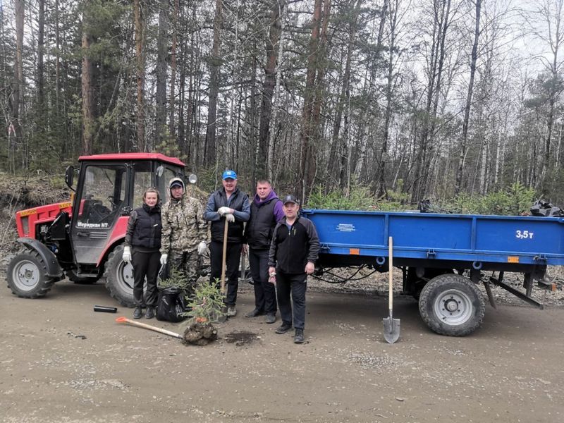 В городских дворах начали высаживать ели.